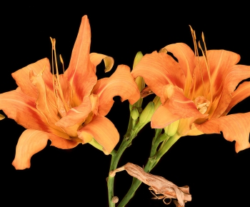 Modern Flowers And Grass-ID:488910738