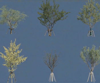 Modern Tree-ID:195703036