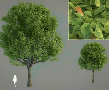Modern Shrubbery-ID:949456938