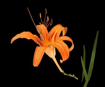 Modern Flowers And Grass-ID:704586987