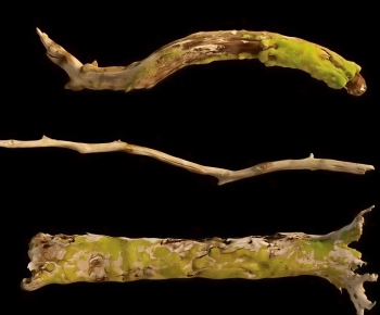 Modern Tree-ID:862960828