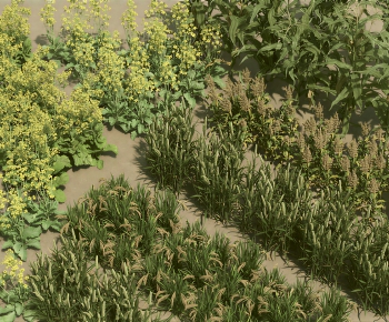 Modern Crop-ID:540009029