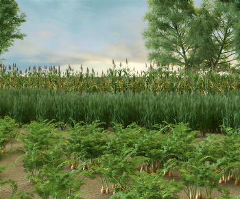 Modern Crop-ID:448970086