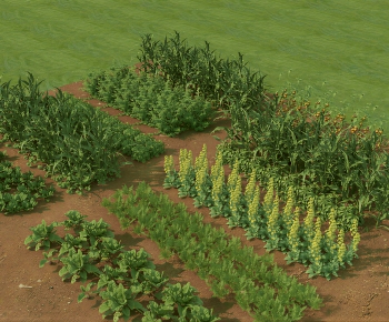 Modern Crop-ID:540416965