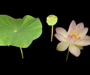 Modern Flowers And Grass-ID:794656048
