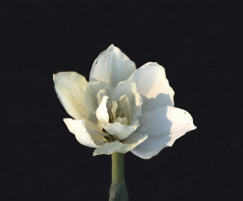 Modern Flowers And Grass-ID:746769914