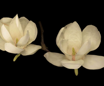 Modern Flowers And Grass-ID:767169078