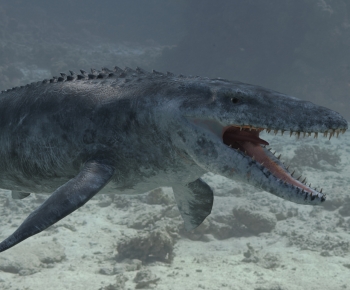 Modern Aquatic Animals-ID:963121894