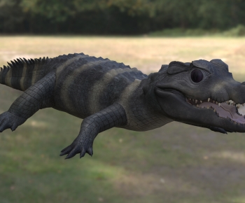 Modern Reptile-ID:939790014