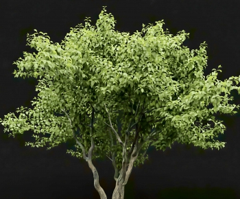 Modern Tree-ID:333703046