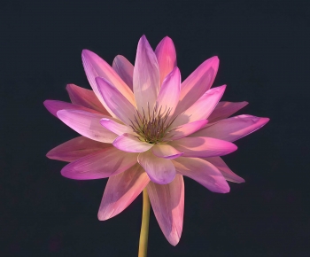 Modern Flowers And Grass-ID:256315952
