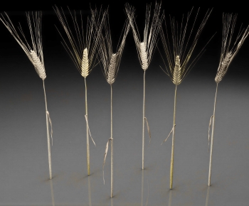 Modern Crop-ID:807588104