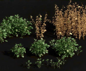 Modern Crop-ID:790314917