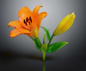 Modern Flowers And Grass-ID:101759428