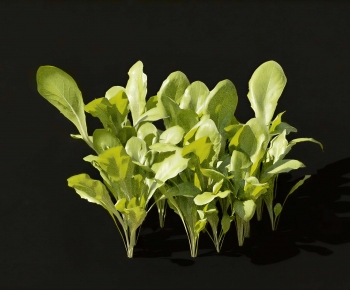 Modern Vegetables-ID:479852915