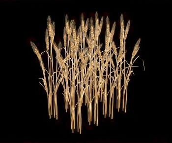Modern Crop-ID:951100111