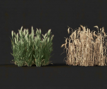 Modern Crop-ID:186403042