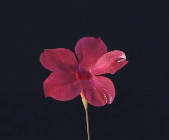 Modern Flowers And Grass-ID:247086056