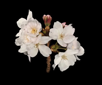 Modern Flowers And Grass-ID:342125897