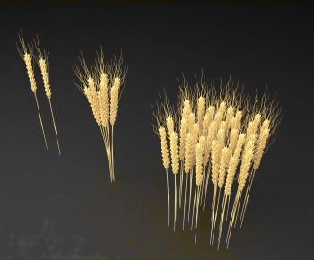 Modern Crop-ID:153187046