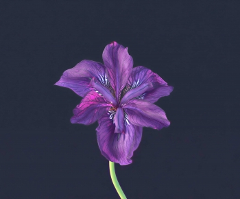 Modern Flowers-ID:574461942