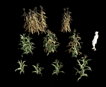 Modern Crop-ID:263271097