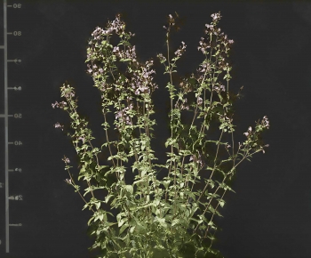 Modern The Grass-ID:412154912