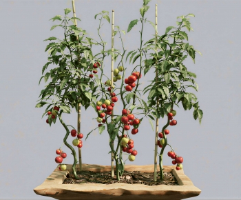 Modern Crop-ID:658629898