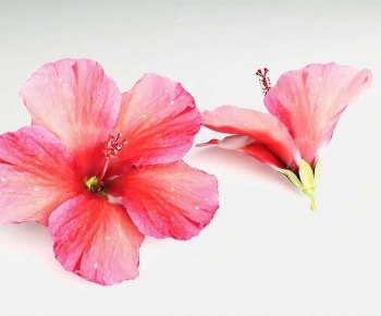 Modern Flowers And Grass-ID:296159039