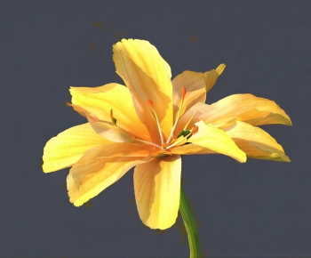 Modern Flowers And Grass-ID:570997008