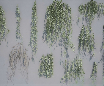 Modern Vine-ID:760396962
