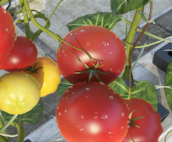 Modern Vegetables-ID:359910962