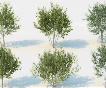 Modern Tree-ID:504270087