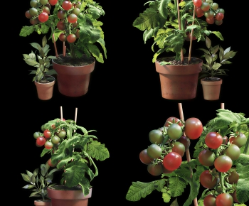 Modern Crop-ID:986516007