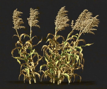Modern Crop-ID:977919104