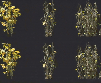 Modern Crop-ID:326565985
