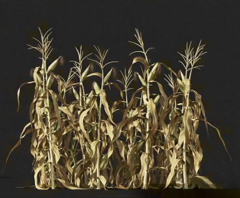 Modern Crop-ID:662668946