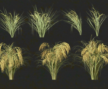 Modern Crop-ID:789283042