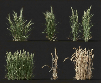Modern Crop-ID:828541993