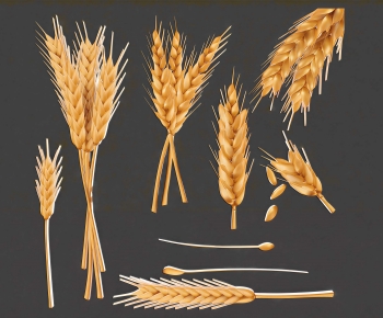 Modern Crop-ID:201162102