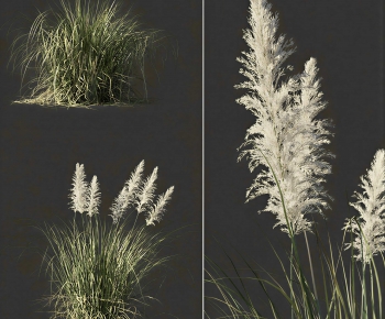 Modern The Grass-ID:915154934