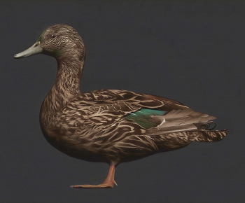 Modern Animal Duck-ID:320079368