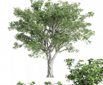 Modern Tree-ID:481633909
