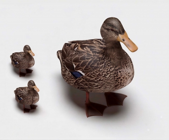 Modern Animal Duck-ID:985634097