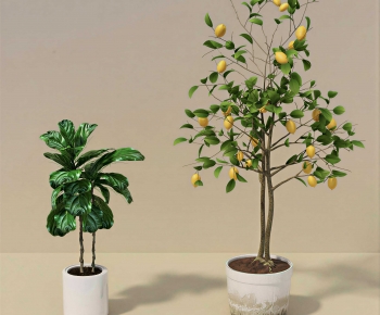 Modern Ground Green Plant Potted Plants-ID:252892974