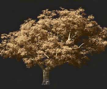 European Style Tree-ID:907444958