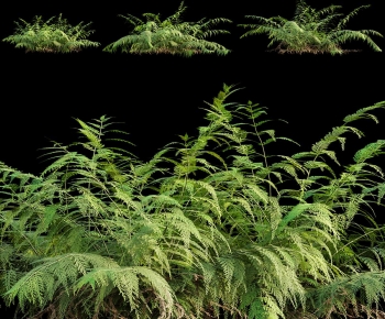 Modern The Grass-ID:256757029