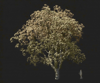 Modern Tree-ID:502190114