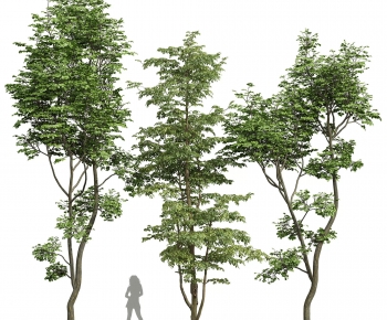 Modern Tree-ID:642623909