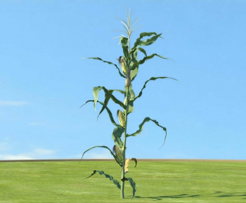 Modern Crop-ID:992213962